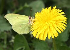 Wiese-Schmetterling-102.jpg